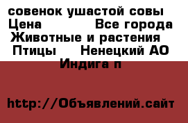 совенок ушастой совы › Цена ­ 5 000 - Все города Животные и растения » Птицы   . Ненецкий АО,Индига п.